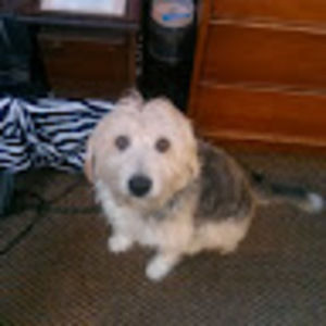 Meet your Posher, Dan